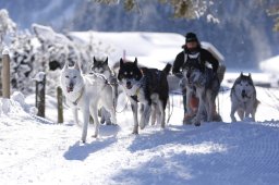 Lenk 2013